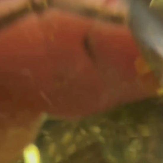 Yellow gold-Lemon Quartz