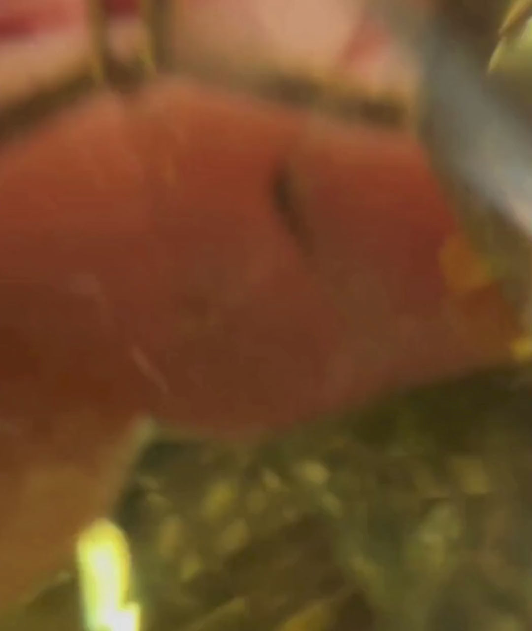 Yellow gold-Lemon Quartz